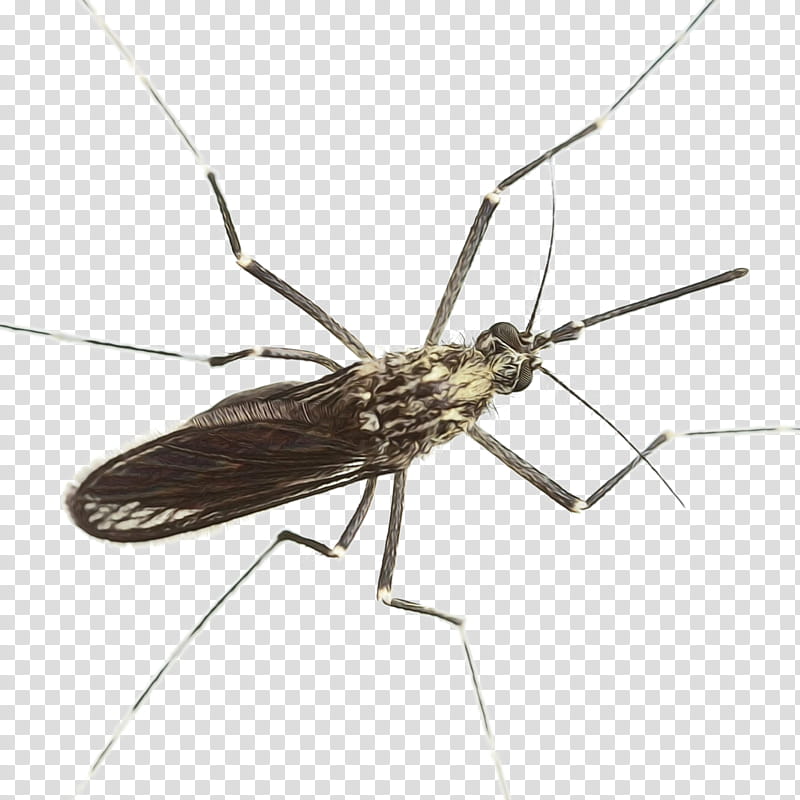 Vnr Services Chennai Insect, Mosquito Control, Mosquitoborne Disease, Malaria, Mosquito Bite, Pest Control, Anopheles Gambiae, Filariasis transparent background PNG clipart