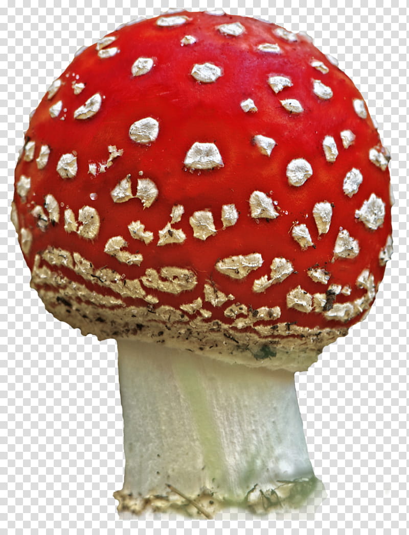 Mushroom , red fungus transparent background PNG clipart