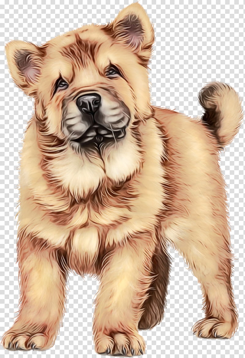Puppy Icelandic Sheepdog Eurasier Cat Animal, Watercolor, Paint, Wet Ink, Companion Dog, Pet, Ancient Dog Breeds, Cougar transparent background PNG clipart