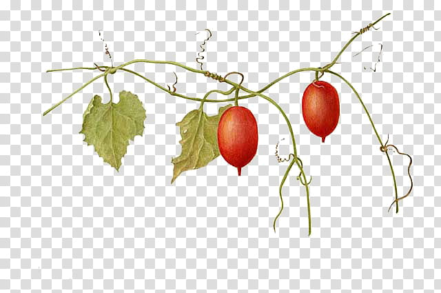 two red tomatoes transparent background PNG clipart