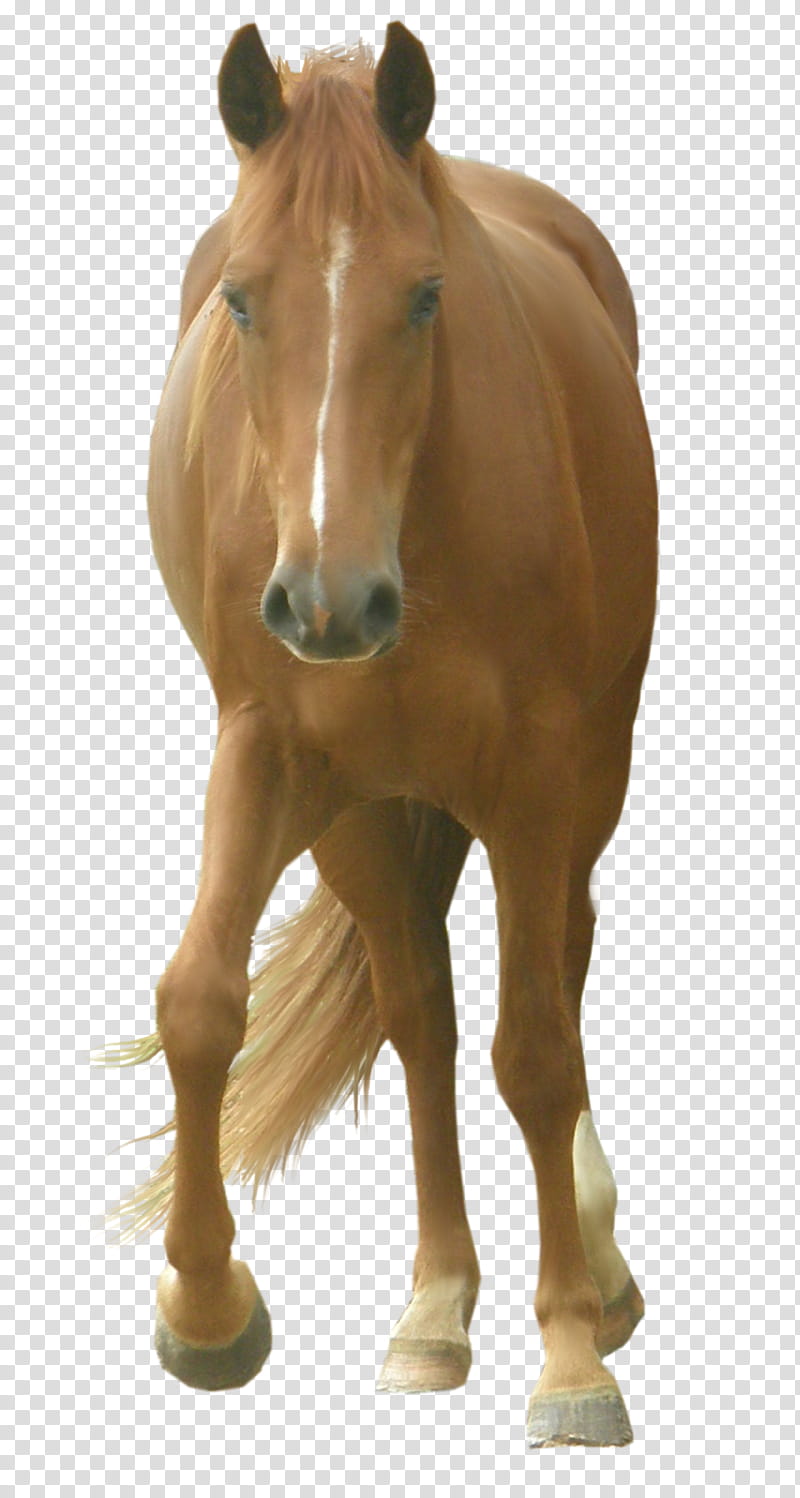 Chestnut Precut, brown horse transparent background PNG clipart