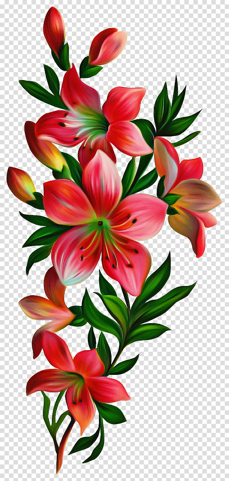 flower flowering plant petal lily plant, Red, Stargazer Lily, Cut Flowers, Tiger Lily transparent background PNG clipart