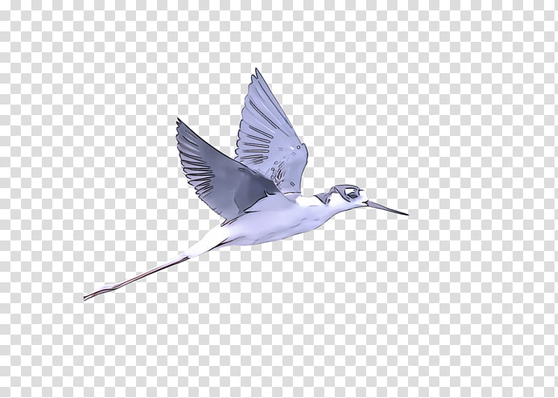 Feather, Bird, Beak, Hummingbird, Tern, Arctic Tern, Wing, Lari transparent background PNG clipart