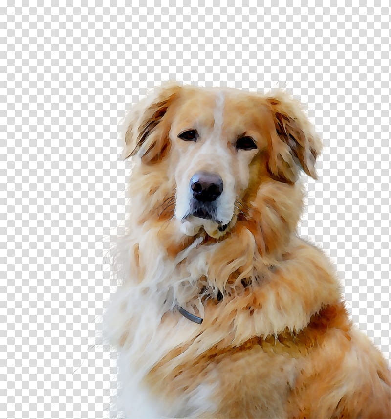 Golden Retriever, Companion Dog, Gun Dog, Kumpulan Baka Anjing, Snout, Breed, Sporting Group, Rare Breed Dog transparent background PNG clipart