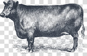 Drawing Of Family, Dairy Cattle, Zebu, Livestock, Farm, Goat, Ranch, Bull transparent background PNG clipart thumbnail