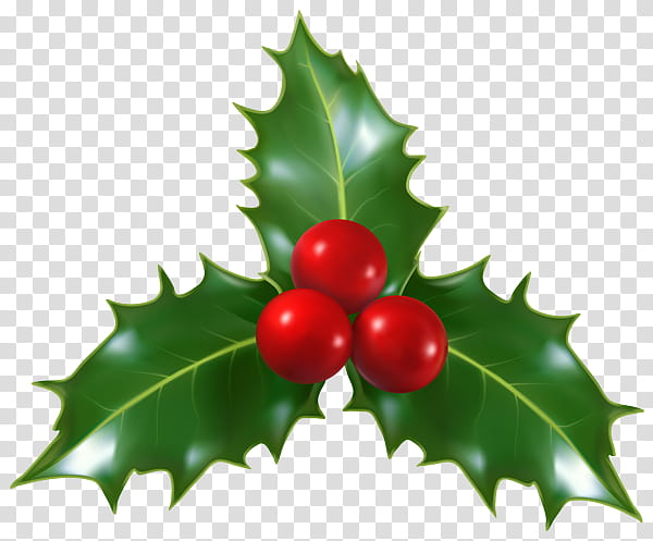 Holly, Plant, American Holly, Leaf, Flower, Hollyleaf Cherry, Tree, Flowering Plant transparent background PNG clipart