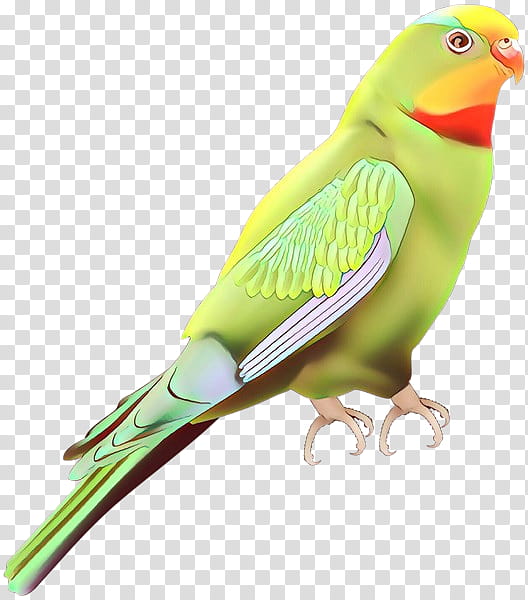 Bird Parrot, Lovebird, Parakeet, Finches, Feather, Beak, Pet, Budgie transparent background PNG clipart