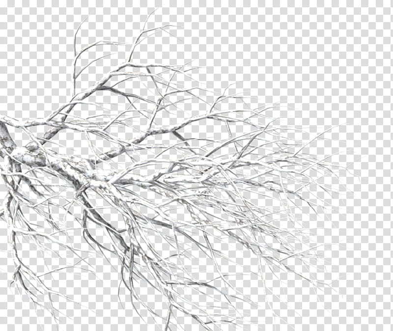 Snow Tree, Branch, Drawing, Black And White
, Line Art, Leaf, Plant, Twig transparent background PNG clipart