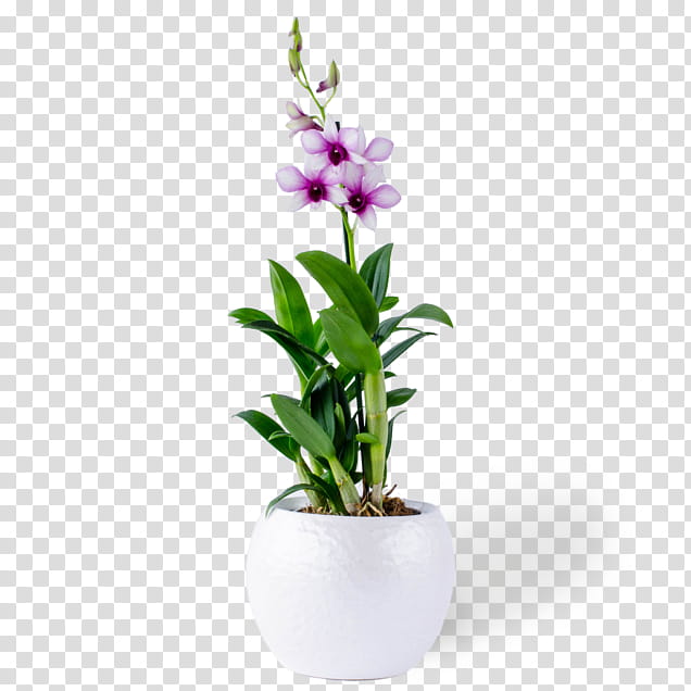 Flowers, Moth Orchids, Dendrobium, Flowerpot, Cut Flowers, Houseplant, Plant Stem, Purple transparent background PNG clipart