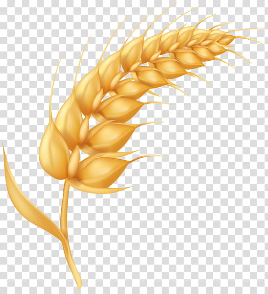 Wheat, Emmer, Ear, Barley, Food Grain, Grass Family, Plant, Corn On The Cob transparent background PNG clipart