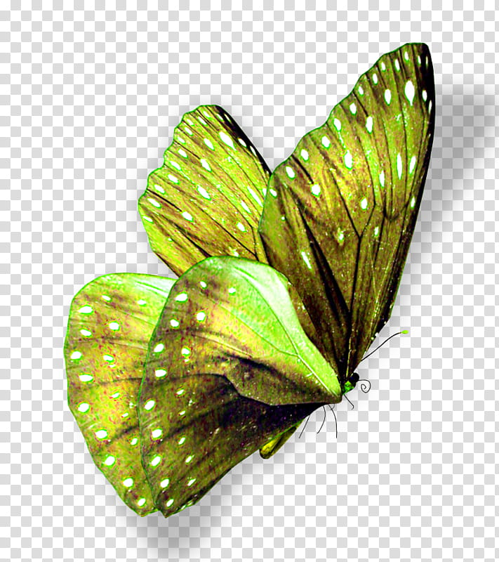 Green Leaf, Butterfly, Pieridae, Flower, Moth, Widescreen, Lime Butterfly, Yellow transparent background PNG clipart