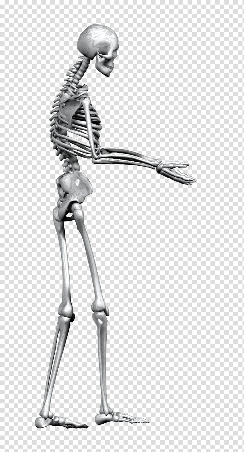 Skeleton, skeleton animated figure transparent background PNG clipart