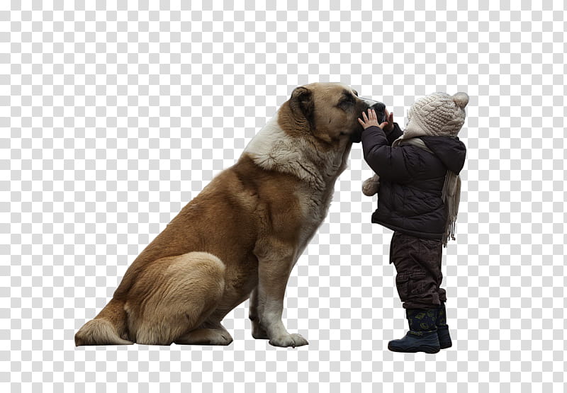 Dog and Kid, toddler touching dog transparent background PNG clipart