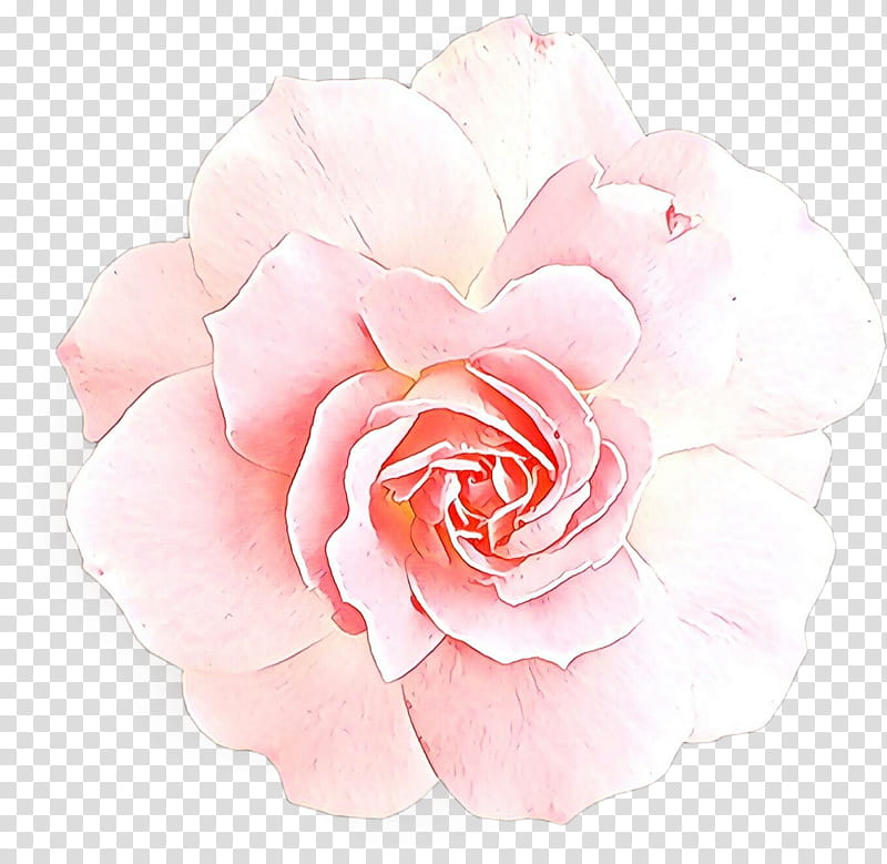 Watercolor Pink Flowers, Cartoon, Garden Roses, Cabbage Rose, Floribunda, Cut Flowers, Petal, Camellia transparent background PNG clipart