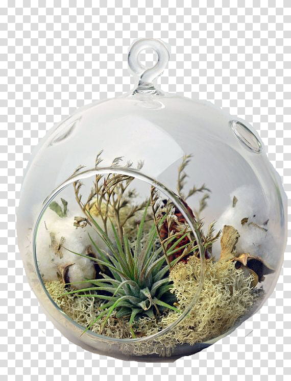 Cactus, Sky Plant, Plants, Bromeliads, Terrarium, Succulent Plant, Bell Jar, Tillandsia Caputmedusae transparent background PNG clipart
