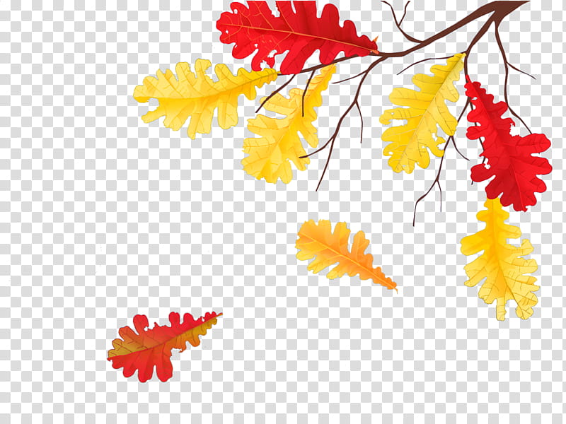 September, Autumn, September Equinox, Leaf, Yellow, Plant, Tree, Flower transparent background PNG clipart