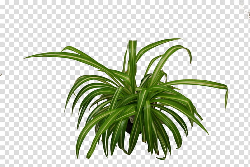 Palm Tree, Houseplant, Chlorophytum Comosum, Nasa Clean Air Study, Leaf, Plants, Plant Stem, Flowerpot transparent background PNG clipart