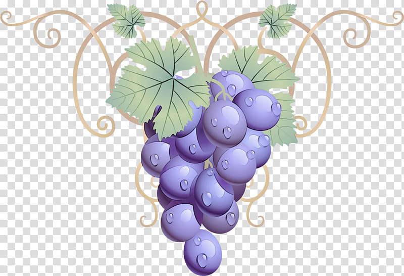 grape grape leaves grapevine family vitis plant, Purple, Violet, Leaf, Fruit transparent background PNG clipart