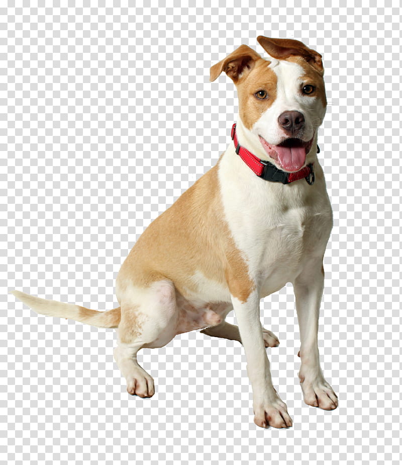 Cartoon Dog, Companion Dog, Leash, Snout, Breed, Groupm, American Staffordshire Terrier, Rare Breed Dog transparent background PNG clipart