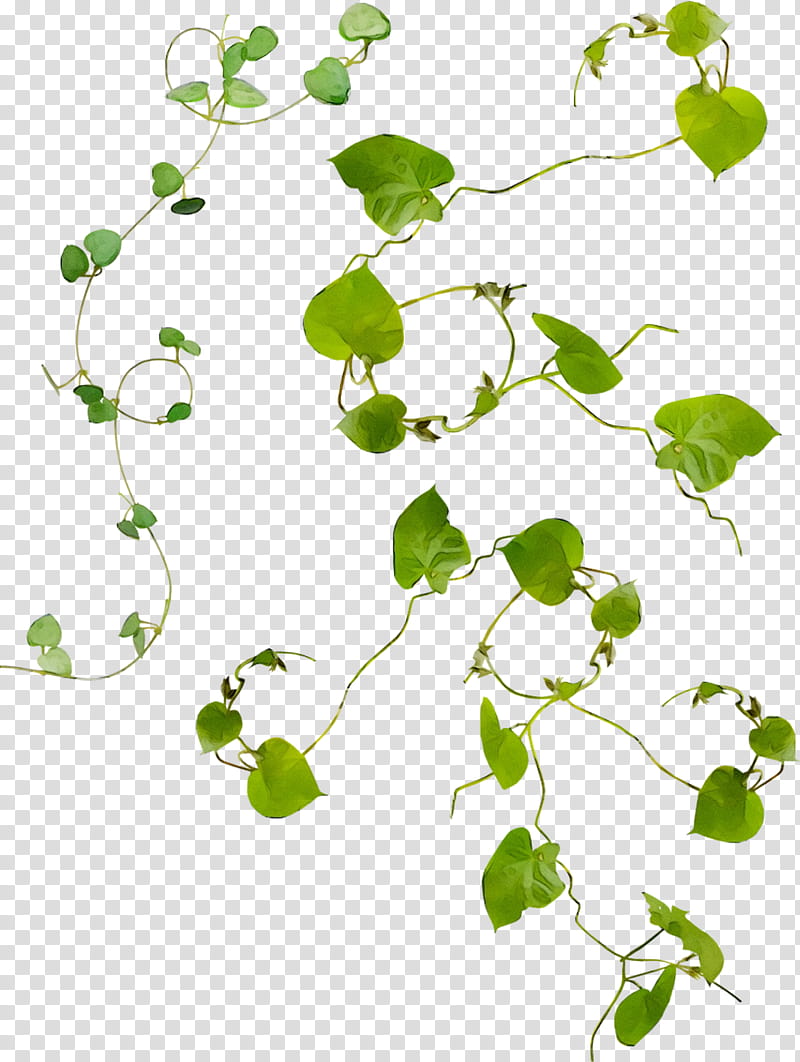 Green Leaf, Flower, Plant Stem, Line, Plants, Branch, Ivy transparent background PNG clipart