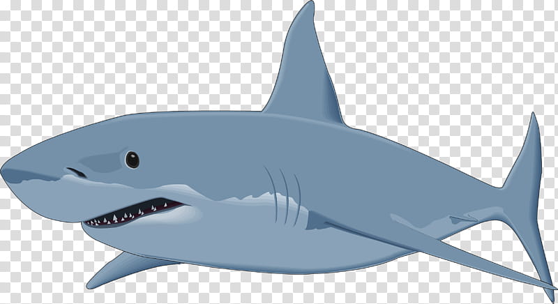Great White Shark, Bull Shark, Cartilaginous Fishes, Drawing, Blue Shark, Shortfin Mako Shark, Shark Attack, White Sharks transparent background PNG clipart