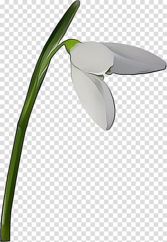 Easter, Snowdrop, Spring
, Psychotherapist, Psychodynamic Psychotherapy, Plants, Flower, Physician transparent background PNG clipart