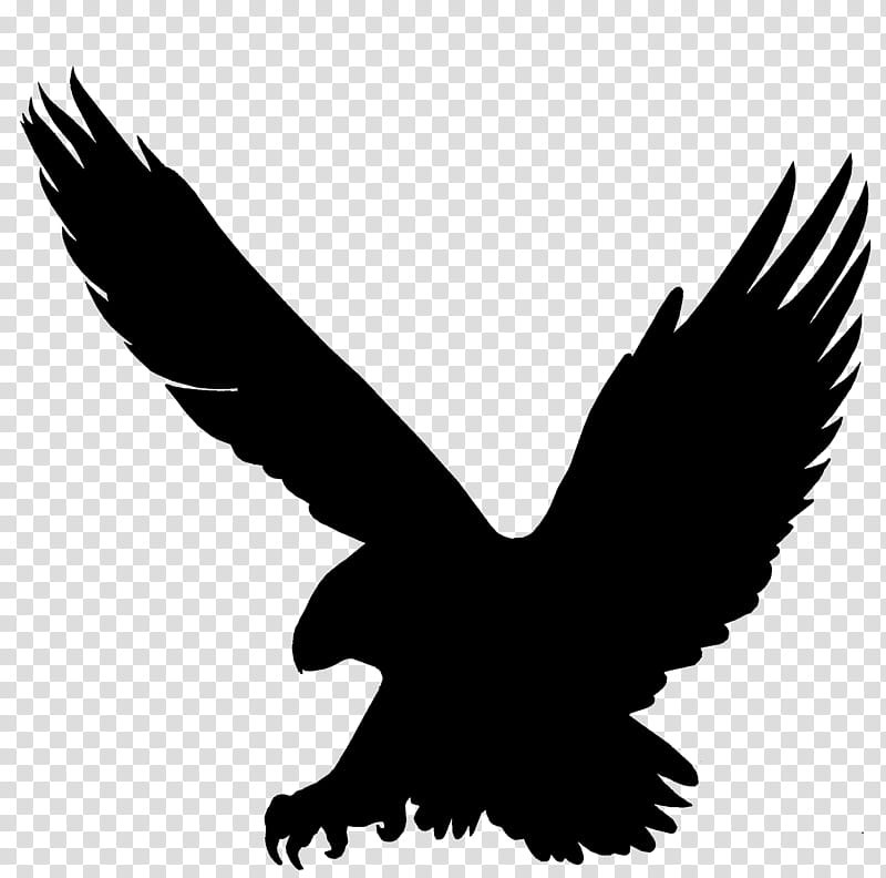 Eagle Logo, Bald Eagle, Beak, Feather, Silhouette, Bird, Golden Eagle, Wing transparent background PNG clipart