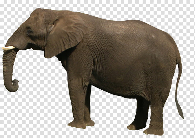 Elephant, gray elephant illustration transparent background PNG clipart