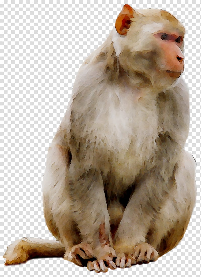 Monkey, Macaque, Mandrill, Ape, Old World Monkeys, Hamadryas Baboon, Theria, Baboons transparent background PNG clipart