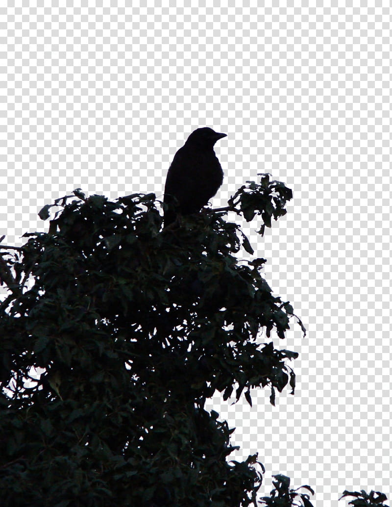 bird on tree cutout transparent background PNG clipart