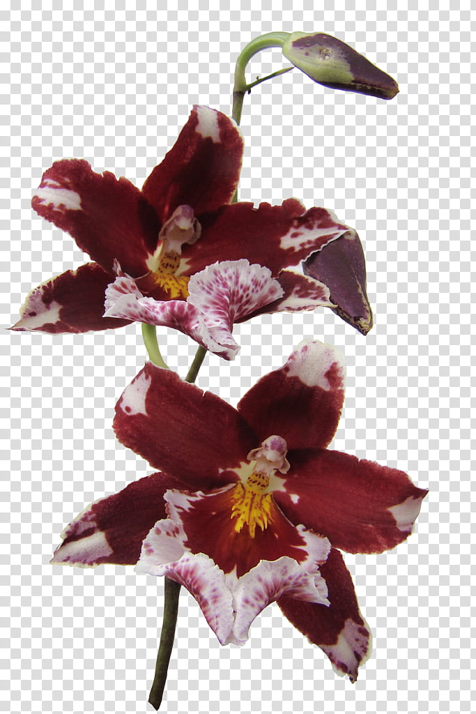 orchids, two red-and-white orchids transparent background PNG clipart