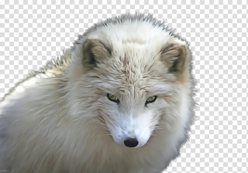 arctic fox fur canis lupus tundrarum fox wildlife, Wolf transparent background PNG clipart