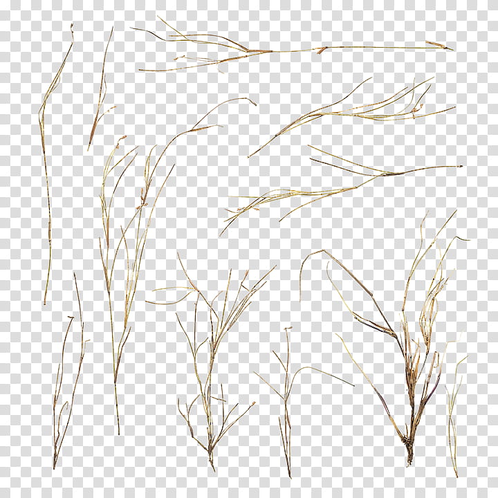 Family Tree Drawing, Twig, Grasses, Summer
, Complexity, Branch, Plant, Grass Family transparent background PNG clipart