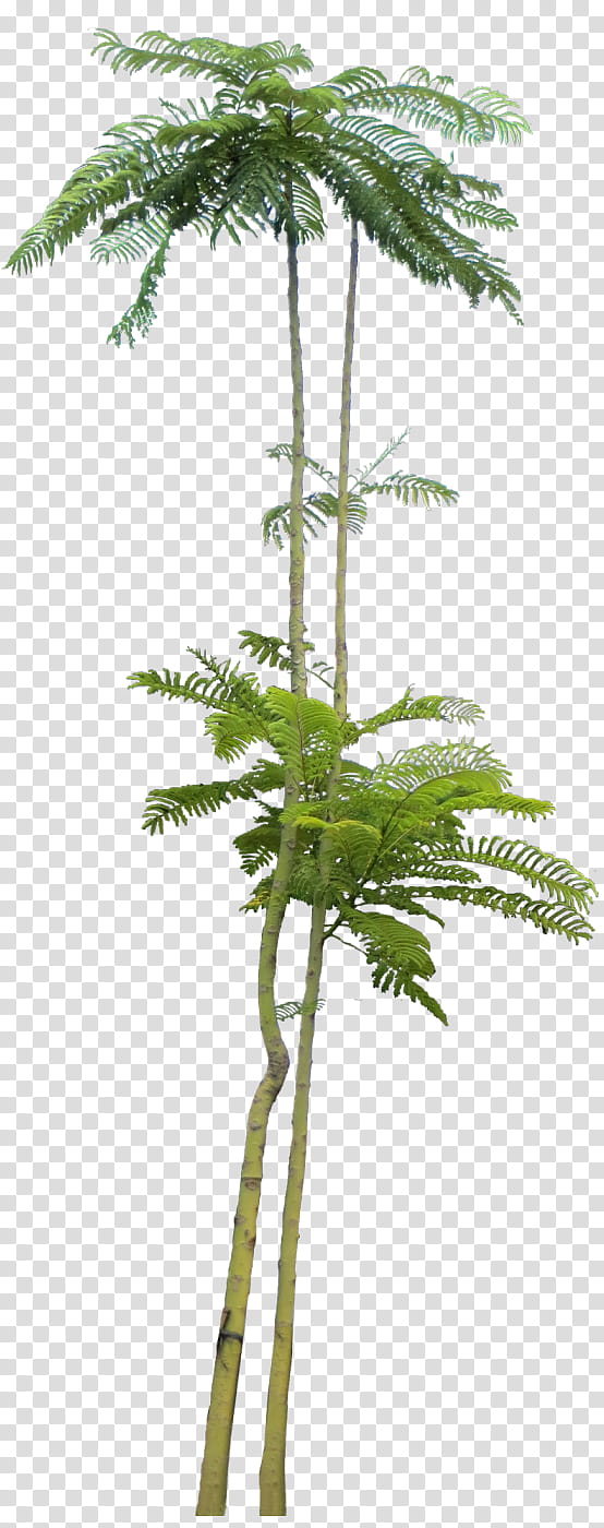 Tree Trunk Drawing, Palm Trees, Plants, Schizolobium Parahyba, Evergreen, Dypsis Decaryi, Fast Growing Trees Llc, California Palm transparent background PNG clipart