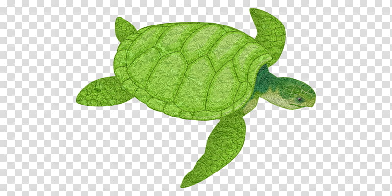 Sea Turtle, Reptile, Loggerhead Sea Turtle, Green Sea Turtle, Tortoise, Cartoon, Kemps Ridley Sea Turtle, Olive Ridley Sea Turtle transparent background PNG clipart