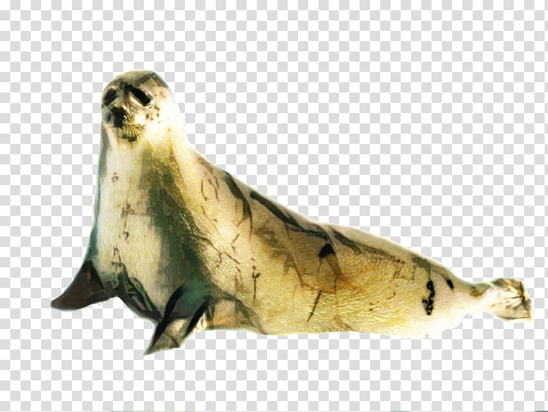 Fur Earless Seal, Harbor Seal, Wildlife transparent background PNG clipart