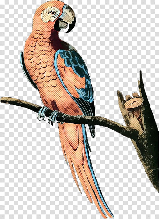 Bird Parrot, Budgerigar, Macaw, Lovebird, Parakeet, Beak, Scarlet Macaw, Feather transparent background PNG clipart