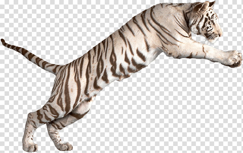 Cat Drawing, White Tiger, Bengal Tiger, Siberian Tiger, Animal, Animal Figure, Wildlife, Tail transparent background PNG clipart