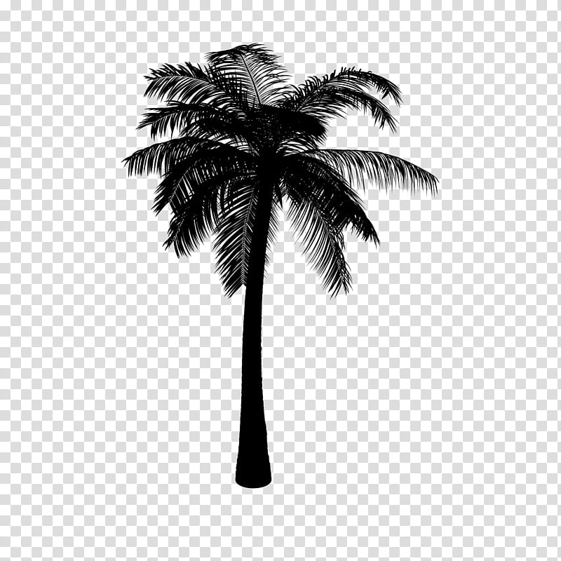 Coconut Tree, Asian Palmyra Palm, Black White M, Date Palm, Palm Trees, Borassus, Arecales, Woody Plant transparent background PNG clipart