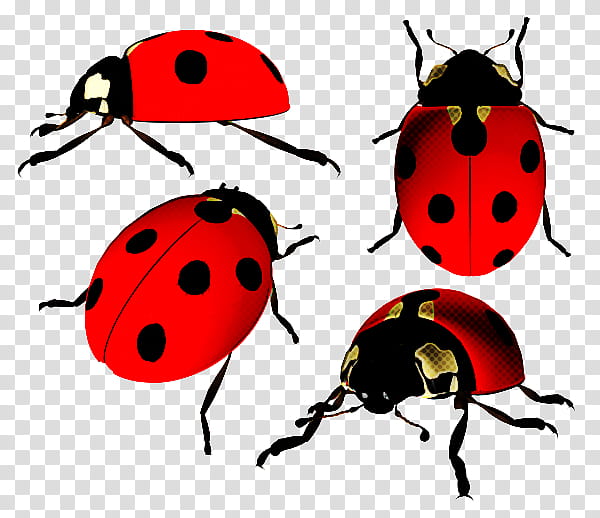 Ladybug, Insect, Red Bugs, Beetle, Leaf Beetle, Jewel Bugs transparent background PNG clipart