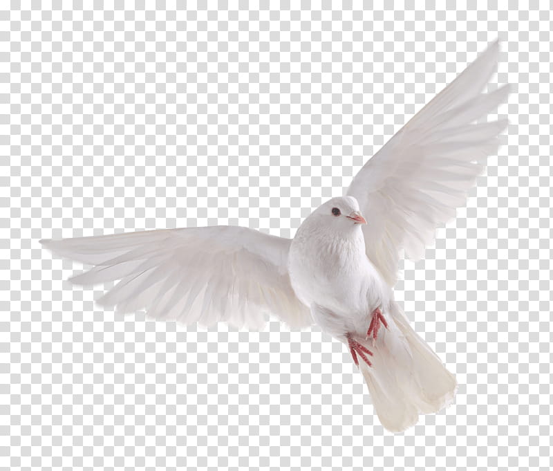 White dove on a background, white pigeon transparent background PNG clipart