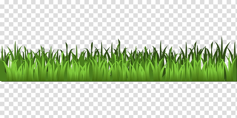Grass, Plant, Grass Family, Wheatgrass, Commodity, Meadow, Lawn transparent background PNG clipart