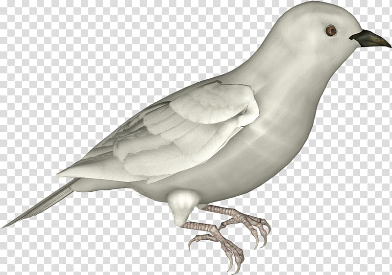 Doves, white bird D illustration transparent background PNG clipart