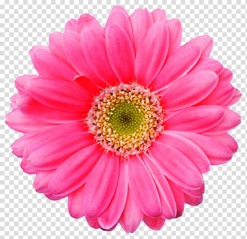 Hot Pink Gerbera Daisy transparent background PNG clipart