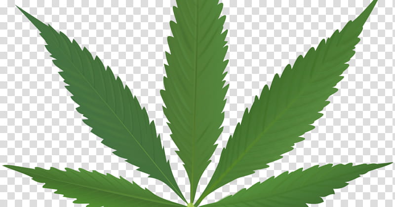 Family Tree, Cannabis, Marijuana, Cannabis In Papua New Guinea, Hashish, Medical Cannabis, Leaf, Cannabis Ruderalis transparent background PNG clipart