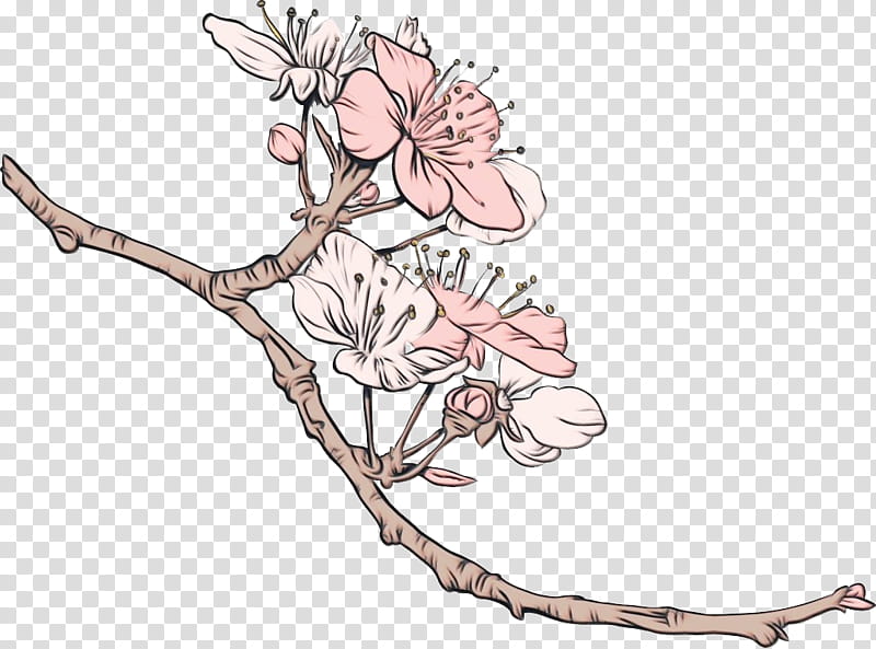 chinese cherry blossom tree branch drawing