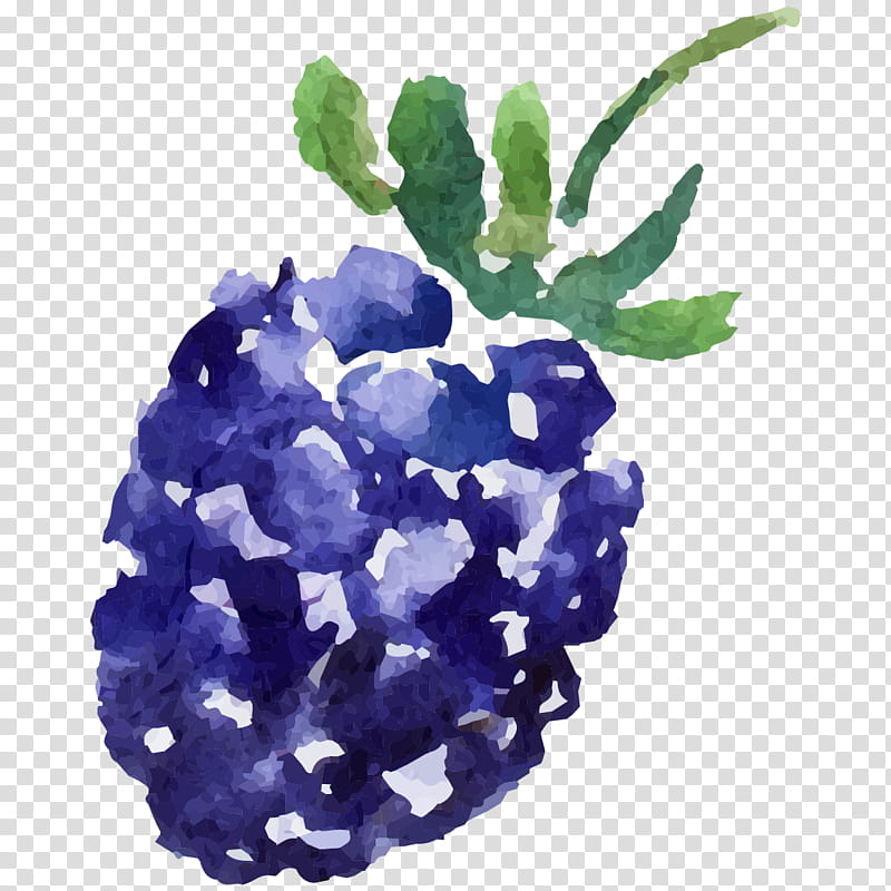 Watercolor, Mulberry, Fruit, Blackberry, Mulberry Fruit, Watercolor Painting, Blue, Cobalt Blue transparent background PNG clipart