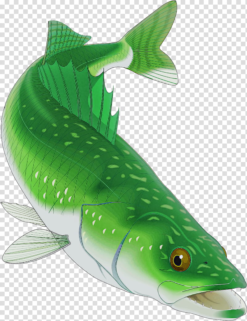 fish fish green fin bass, Bonyfish transparent background PNG clipart