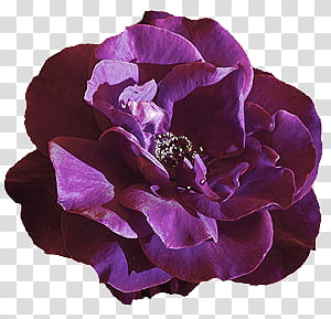 Rose s, purple-petaled flower illustration transparent background PNG clipart