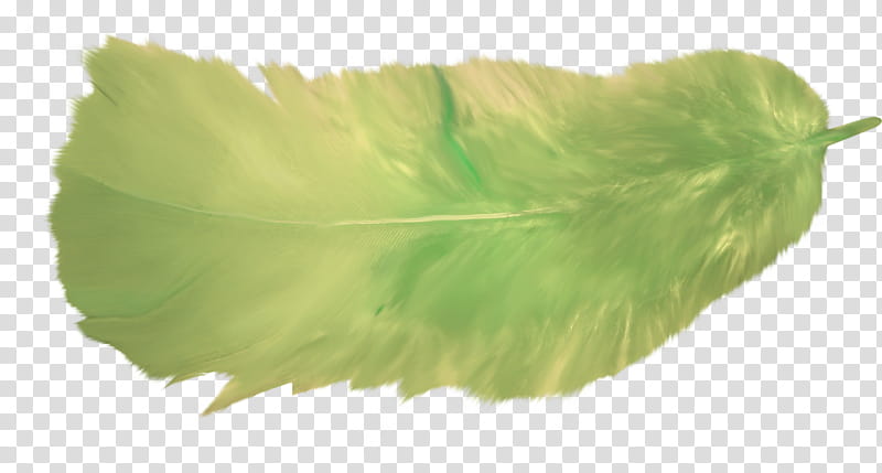 Green Leaf, Feather, Flight, Color, Wing, Pen, Fountain Pen, Badminton transparent background PNG clipart